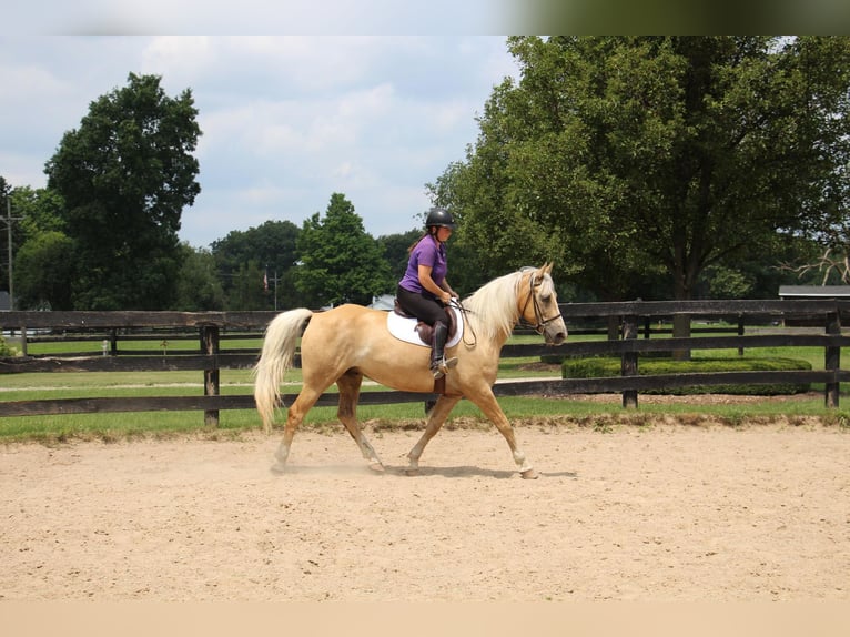 American Quarter Horse Gelding 14 years 15,2 hh Palomino in Highland MI