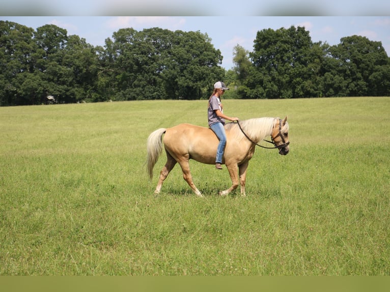 American Quarter Horse Gelding 14 years 15,2 hh Palomino in Highland MI