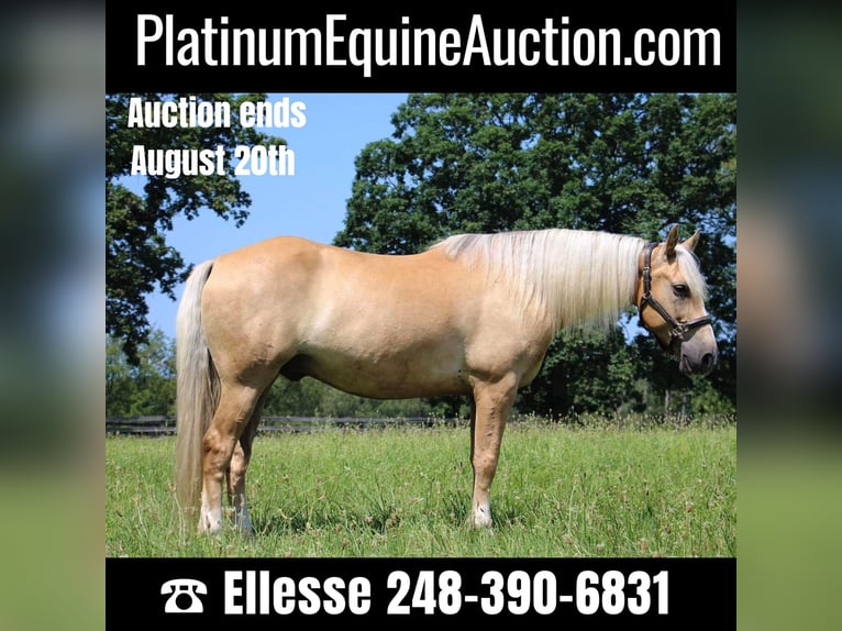 American Quarter Horse Gelding 14 years 15,2 hh Palomino in Highland MI
