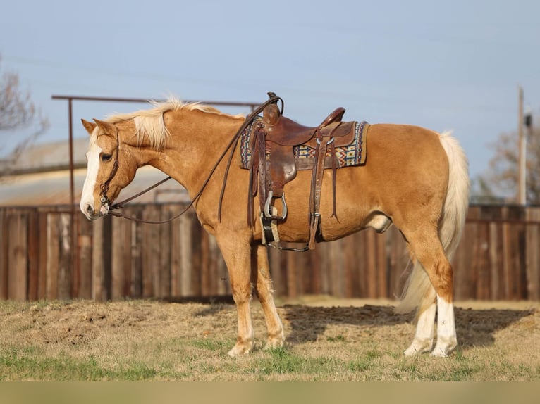 American Quarter Horse Gelding 14 years 15,2 hh Palomino in Stephenville