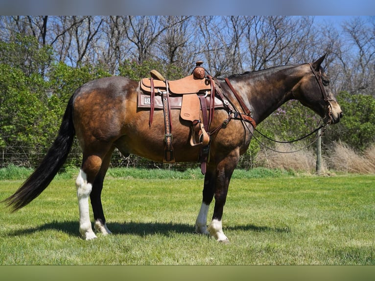 American Quarter Horse Gelding 14 years 15,3 hh Buckskin in Corsica, SD