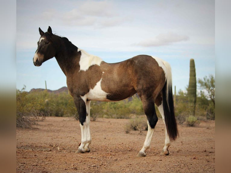 American Quarter Horse Gelding 14 years 15,3 hh Buckskin in Marana