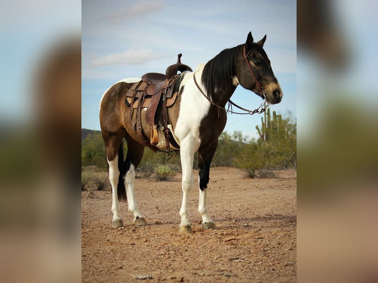 American Quarter Horse Gelding 14 years 15,3 hh Buckskin in Marana