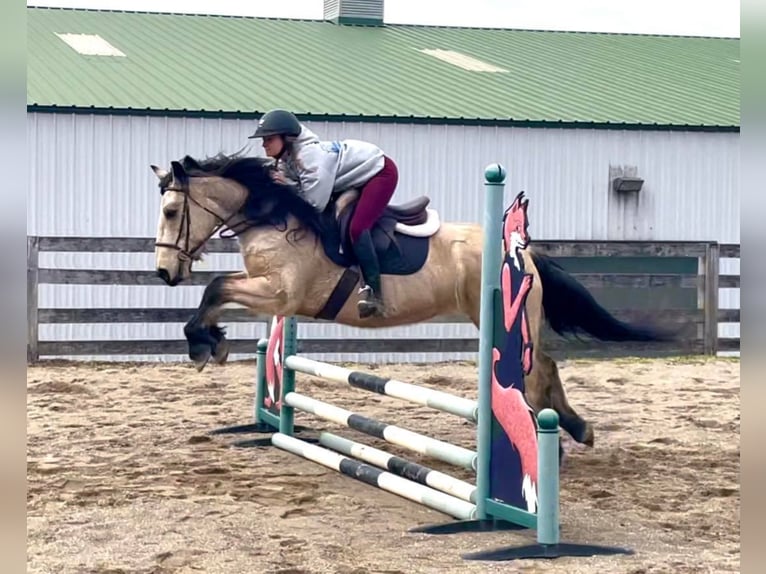 American Quarter Horse Gelding 14 years 15,3 hh Buckskin in Broden IN