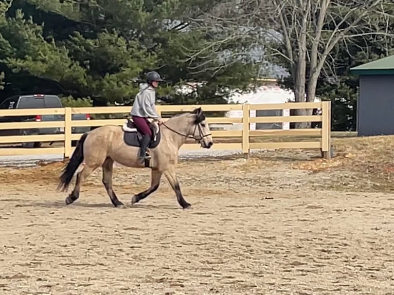 American Quarter Horse Gelding 14 years 15,3 hh Buckskin in Broden IN