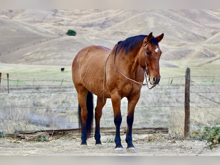 American Quarter Horse Gelding 14 years 15,3 hh Dun in Bitterwater CA