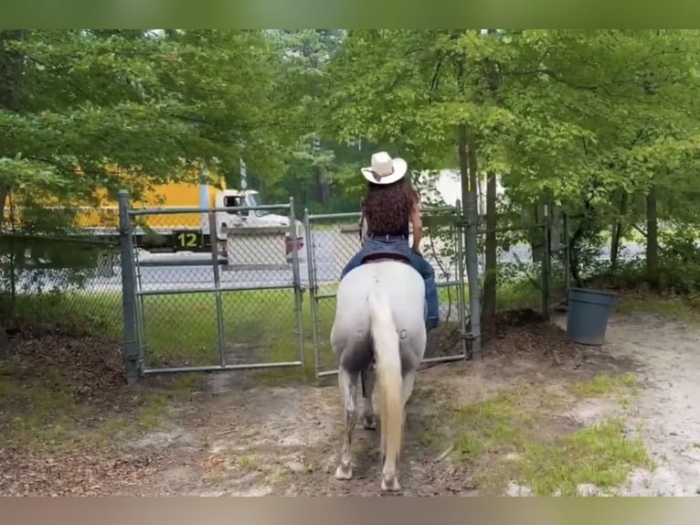 American Quarter Horse Gelding 14 years 15,3 hh Grey in Central Islip