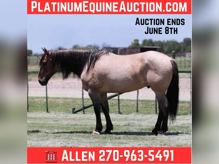 American Quarter Horse Gelding 14 years 15,3 hh Grullo in Lipan TX