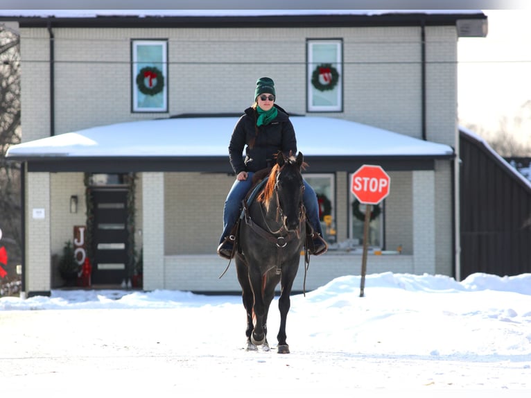 American Quarter Horse Gelding 14 years 15,3 hh Roan-Blue in Clarion