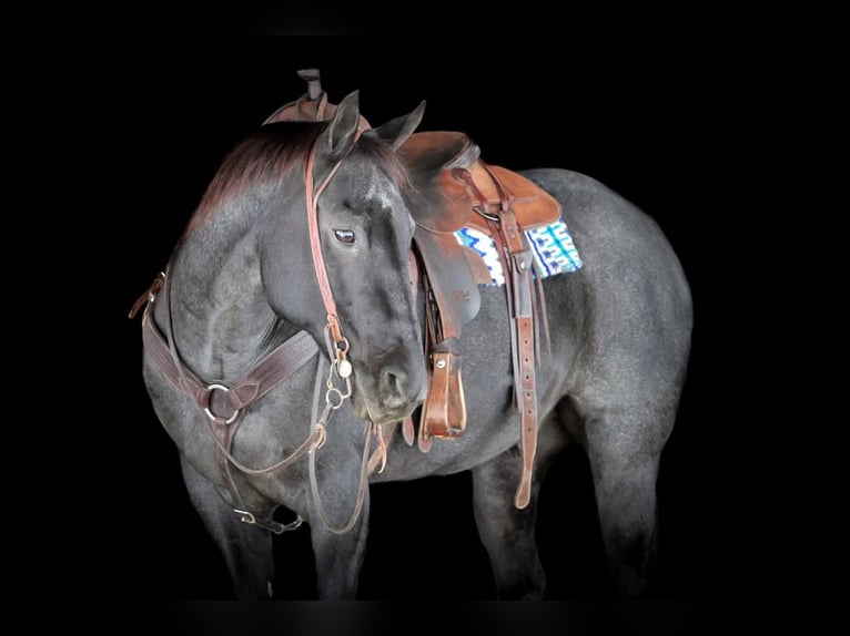 American Quarter Horse Gelding 14 years 15,3 hh Roan-Blue in Clarion