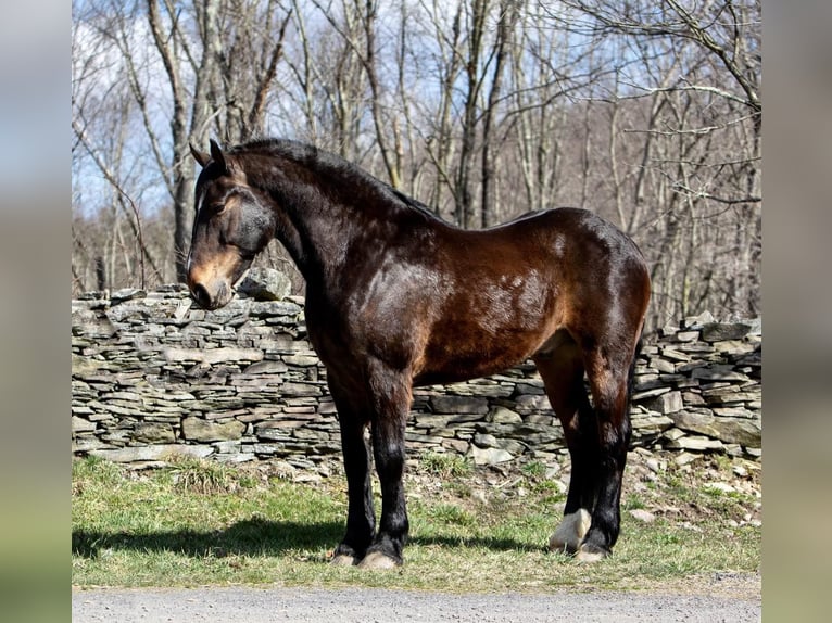 American Quarter Horse Gelding 14 years 16,1 hh Bay in Everett PA
