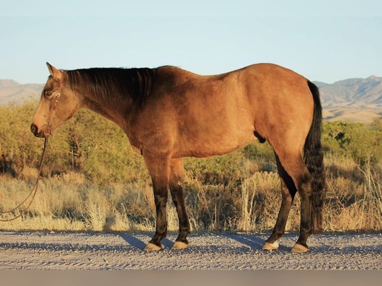 American Quarter Horse Gelding 14 years 16,1 hh Buckskin in Benson, AZ