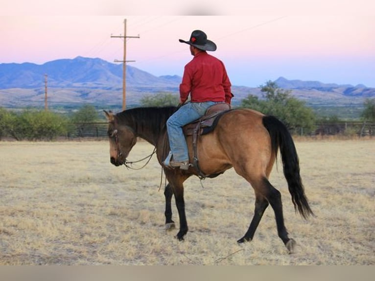 American Quarter Horse Gelding 14 years 16,1 hh Buckskin in Benson, AZ