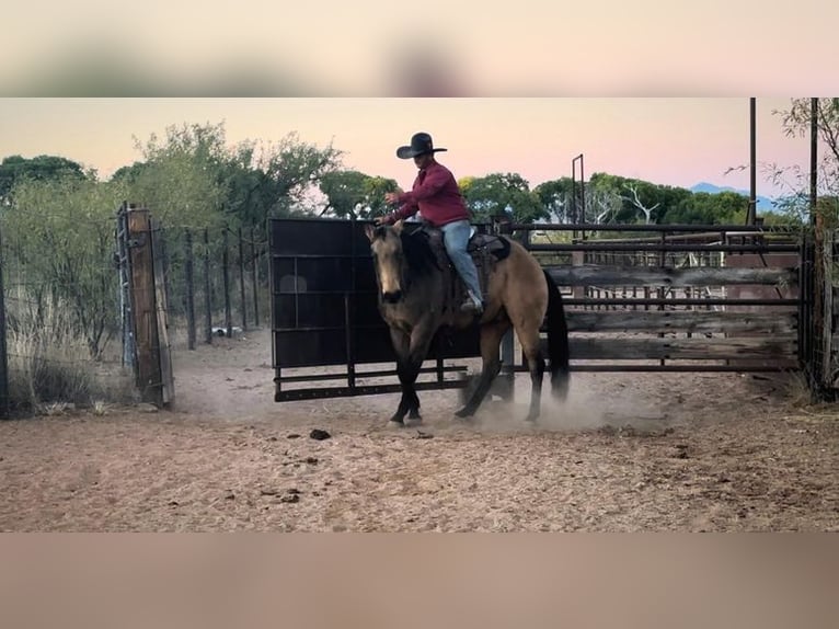 American Quarter Horse Gelding 14 years 16,1 hh Buckskin in Benson, AZ