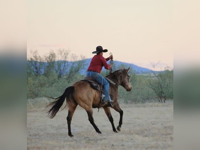 American Quarter Horse Gelding 14 years 16,1 hh Buckskin in Benson, AZ