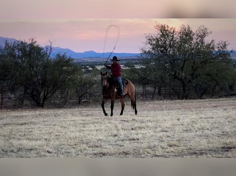 American Quarter Horse Gelding 14 years 16,1 hh Buckskin in Benson, AZ