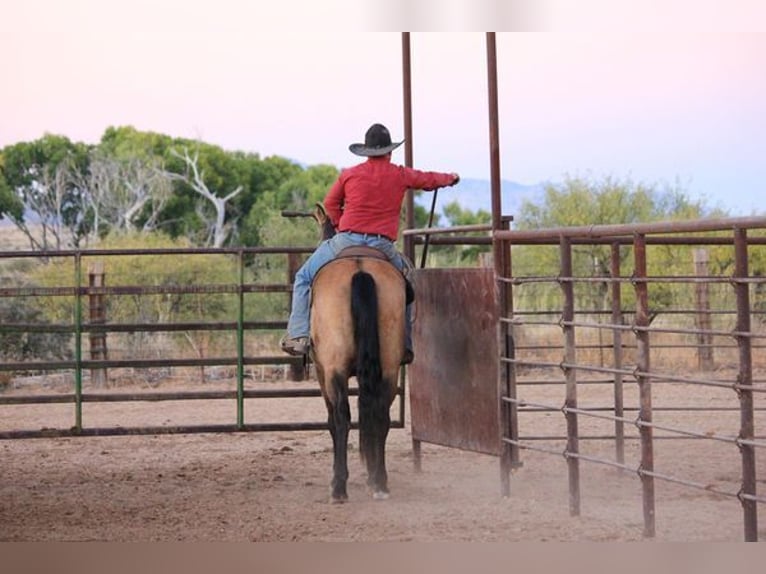 American Quarter Horse Gelding 14 years 16,1 hh Buckskin in Benson, AZ