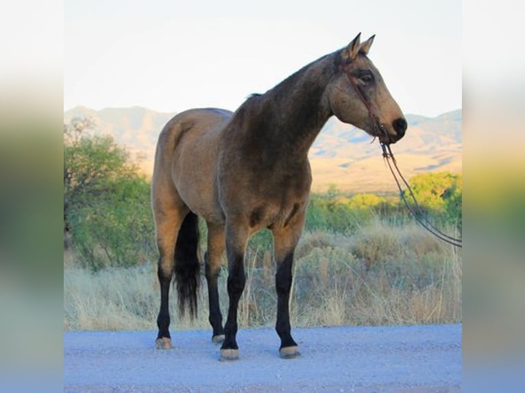 American Quarter Horse Gelding 14 years 16,1 hh Buckskin in Benson, AZ