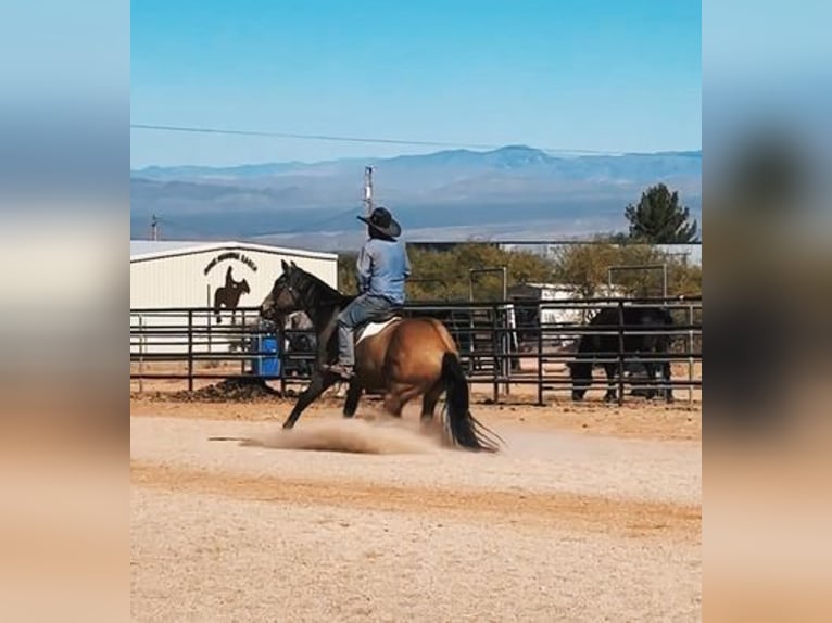 American Quarter Horse Gelding 14 years 16,1 hh Buckskin in Benson, AZ