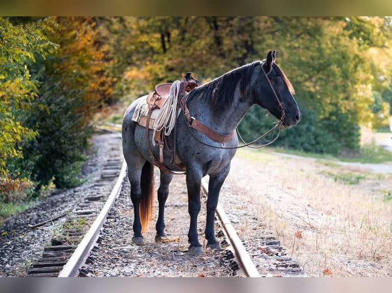 American Quarter Horse Gelding 14 years 16,1 hh Roan-Blue in Middletown OH