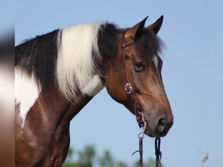 American Quarter Horse Gelding 14 years 16,1 hh Tobiano-all-colors in Mount Vernon KY