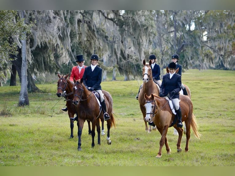 American Quarter Horse Gelding 14 years 16,2 hh Chestnut in Ocala FL