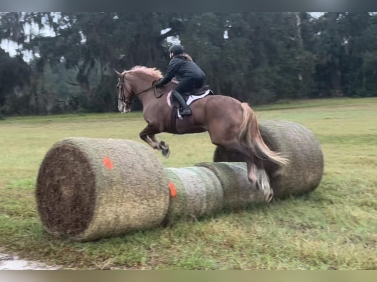 American Quarter Horse Gelding 14 years 16,2 hh Chestnut in Ocala FL