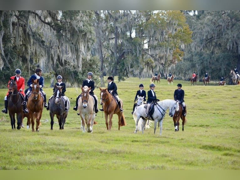 American Quarter Horse Gelding 14 years 16,2 hh Chestnut in Ocala FL