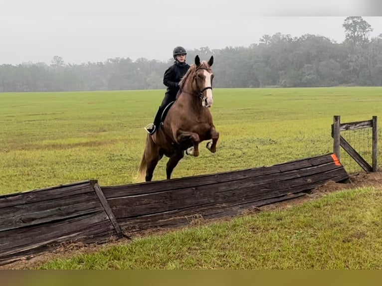 American Quarter Horse Gelding 14 years 16,2 hh Chestnut in Ocala FL