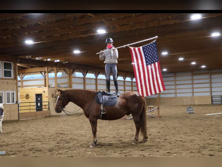 American Quarter Horse Gelding 14 years 16,2 hh Chestnut in Howell Mi