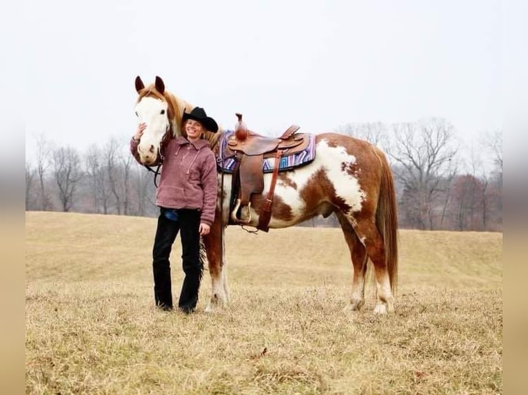 American Quarter Horse Gelding 14 years 16,2 hh Overo-all-colors in Highland MI