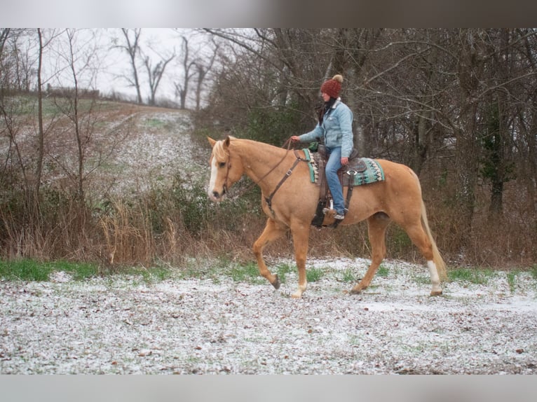 American Quarter Horse Gelding 14 years 16,3 hh Palomino in Henderson