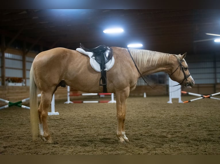 American Quarter Horse Gelding 14 years 16,3 hh Palomino in Henderson