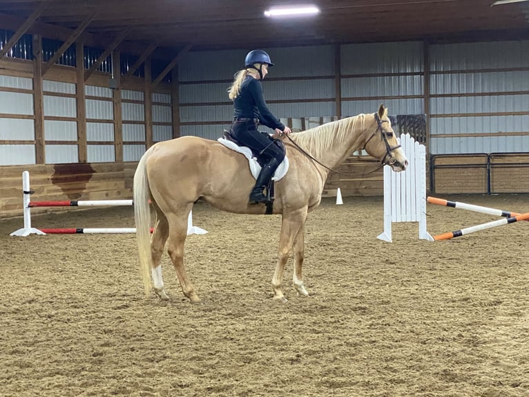 American Quarter Horse Gelding 14 years 16,3 hh Palomino in Henderson