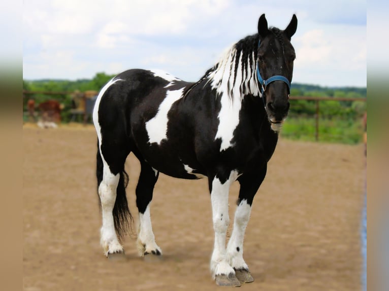 American Quarter Horse Gelding 14 years 16.3 hh Tobiano-all-colors in Princeton, MO