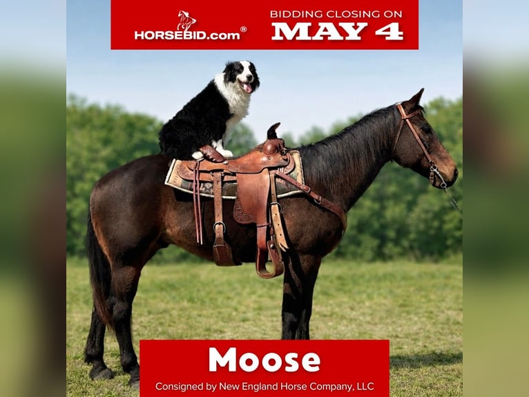 American Quarter Horse Gelding 14 years 16 hh Bay-Dark in Four Oaks