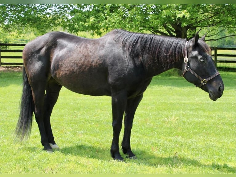 American Quarter Horse Mix Gelding 14 years 16 hh Black in Allentown, NJ