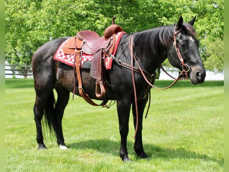 American Quarter Horse Mix Gelding 14 years 16 hh Black in Allentown, NJ