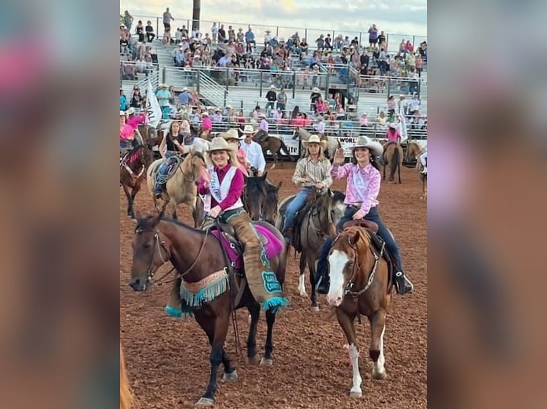 American Quarter Horse Gelding 14 years 16 hh Chestnut in Stephenville TX