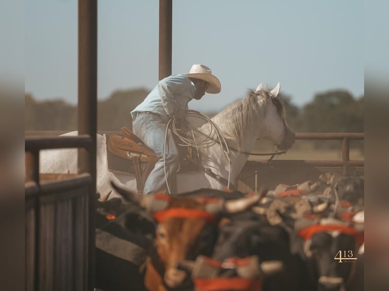 American Quarter Horse Gelding 14 years 16 hh Gray in Granbury, TX