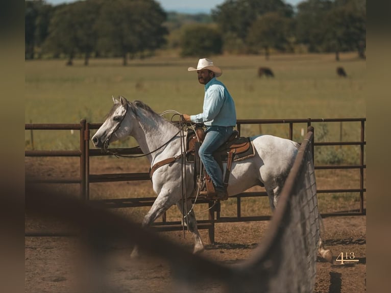 American Quarter Horse Gelding 14 years 16 hh Gray in Granbury, TX