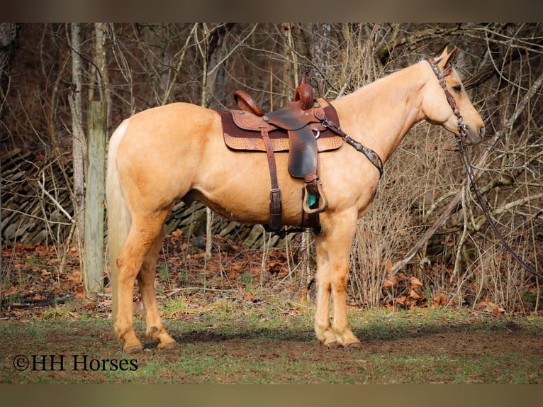 American Quarter Horse Gelding 14 years 16 hh Palomino in Flemingsburg KY