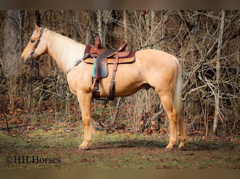 American Quarter Horse Gelding 14 years 16 hh Palomino in Flemingsburg KY