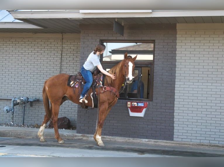 American Quarter Horse Gelding 14 years 16 hh Sorrel in Atlanta