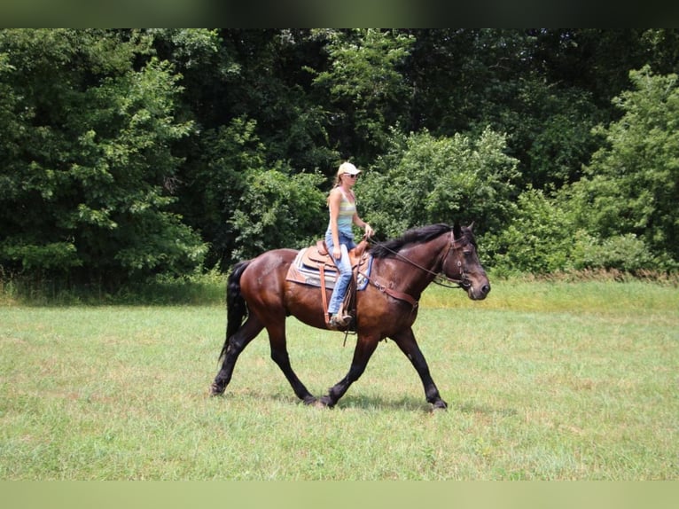 American Quarter Horse Gelding 14 years 17,1 hh Black in Highland MI