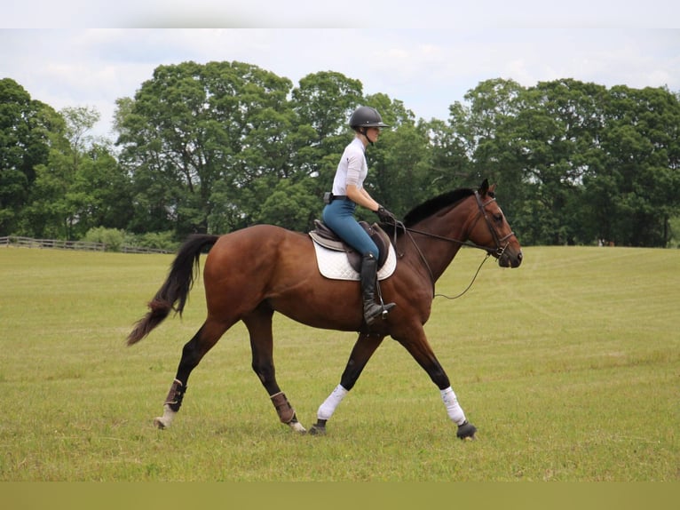 American Quarter Horse Gelding 14 years 17,2 hh Bay in Highland Mi