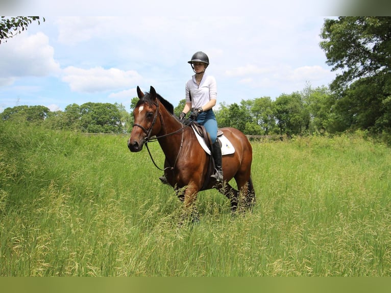 American Quarter Horse Gelding 14 years 17,2 hh Bay in Highland Mi