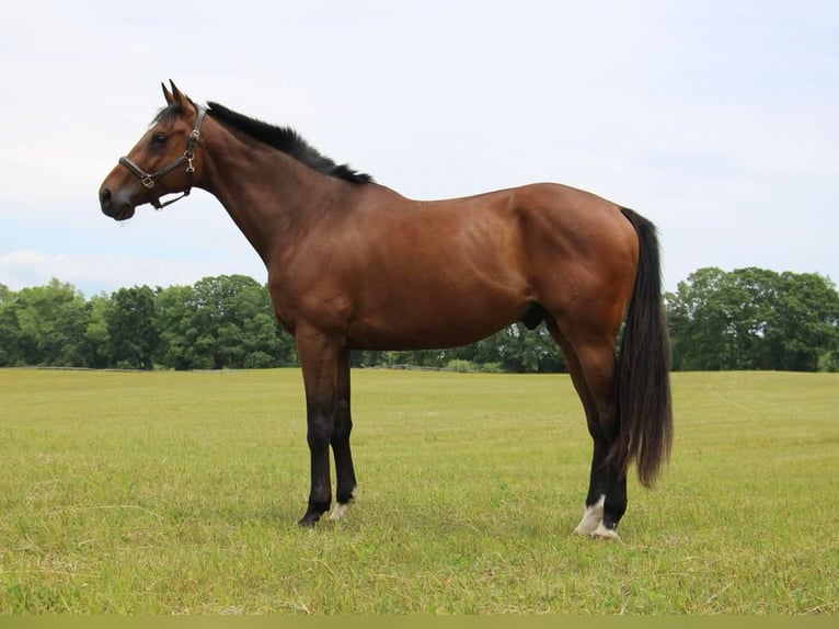 American Quarter Horse Gelding 14 years 17,2 hh Bay in Highland Mi