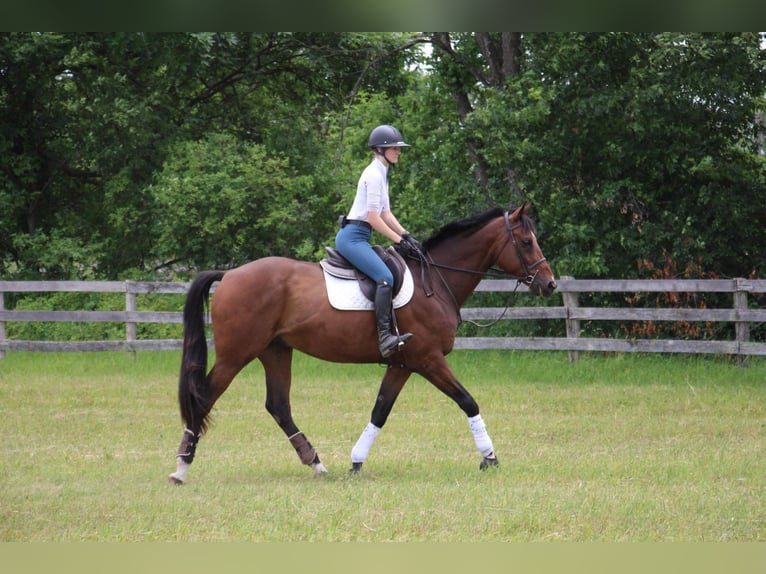 American Quarter Horse Gelding 14 years 17,2 hh Bay in Highland Mi