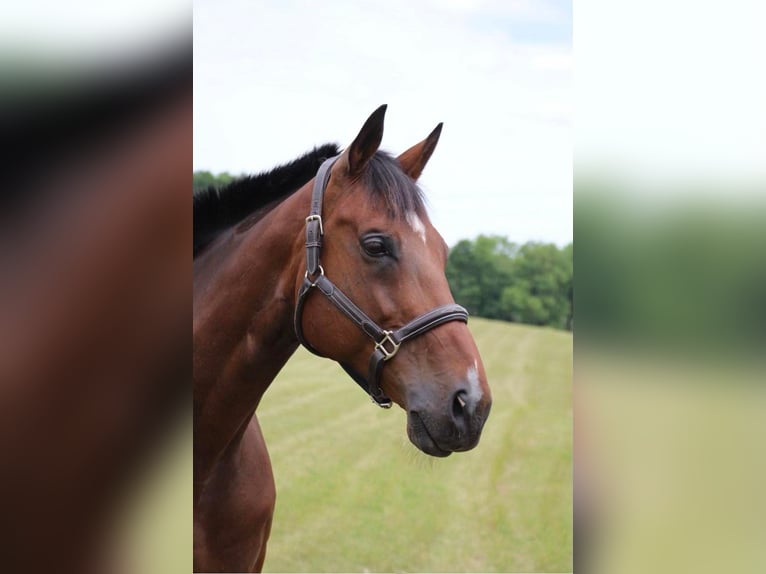 American Quarter Horse Gelding 14 years 17,2 hh Bay in Highland Mi